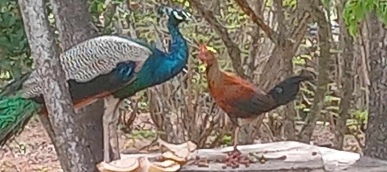 Suduweli Beauties Of Nature - Yala Kirinda  Exterior foto